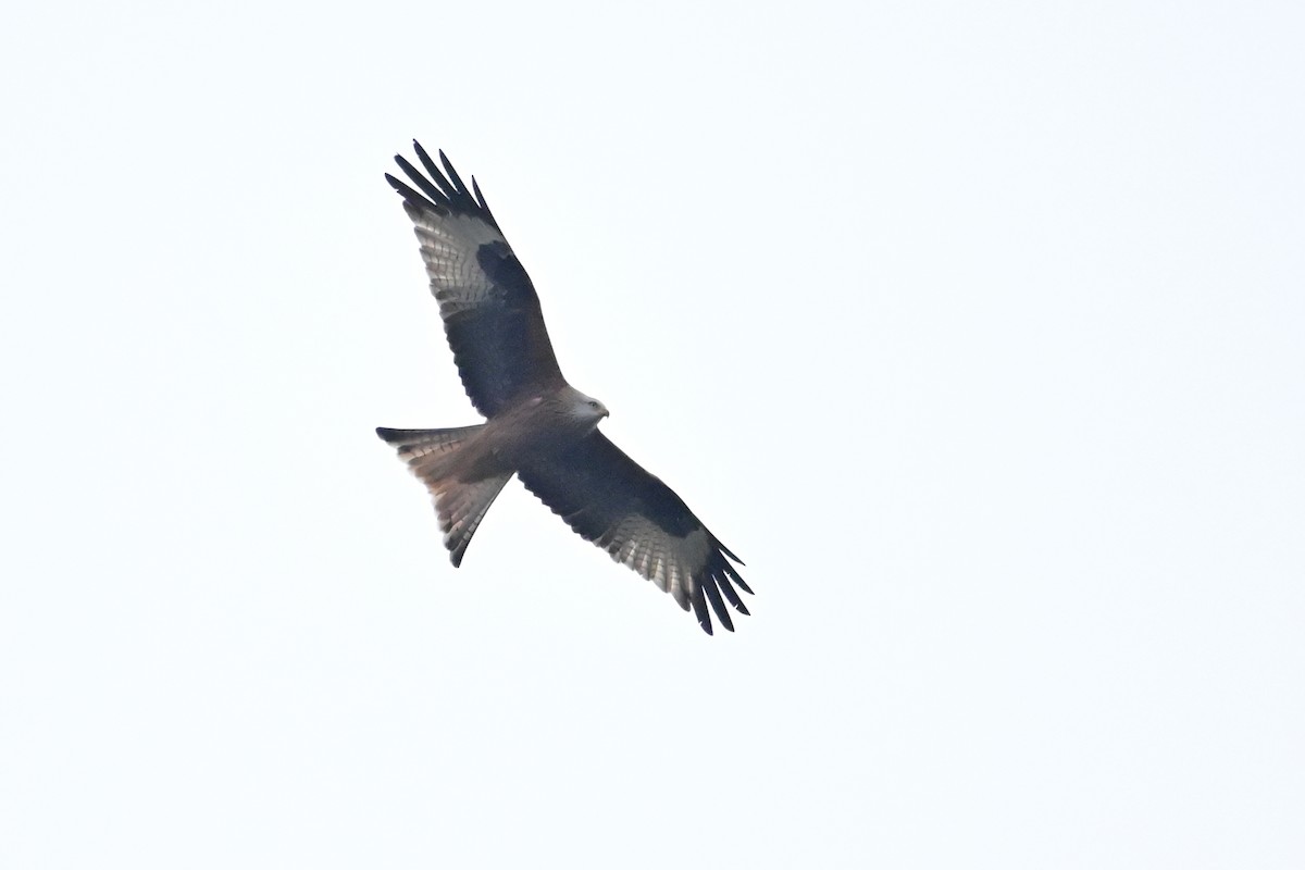 Red Kite - ML646242957