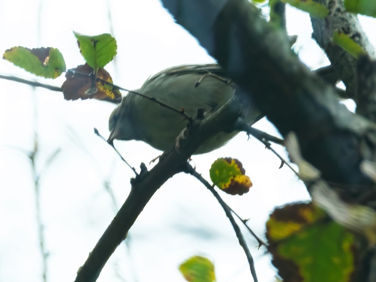 Chipping Sparrow - ML646242958