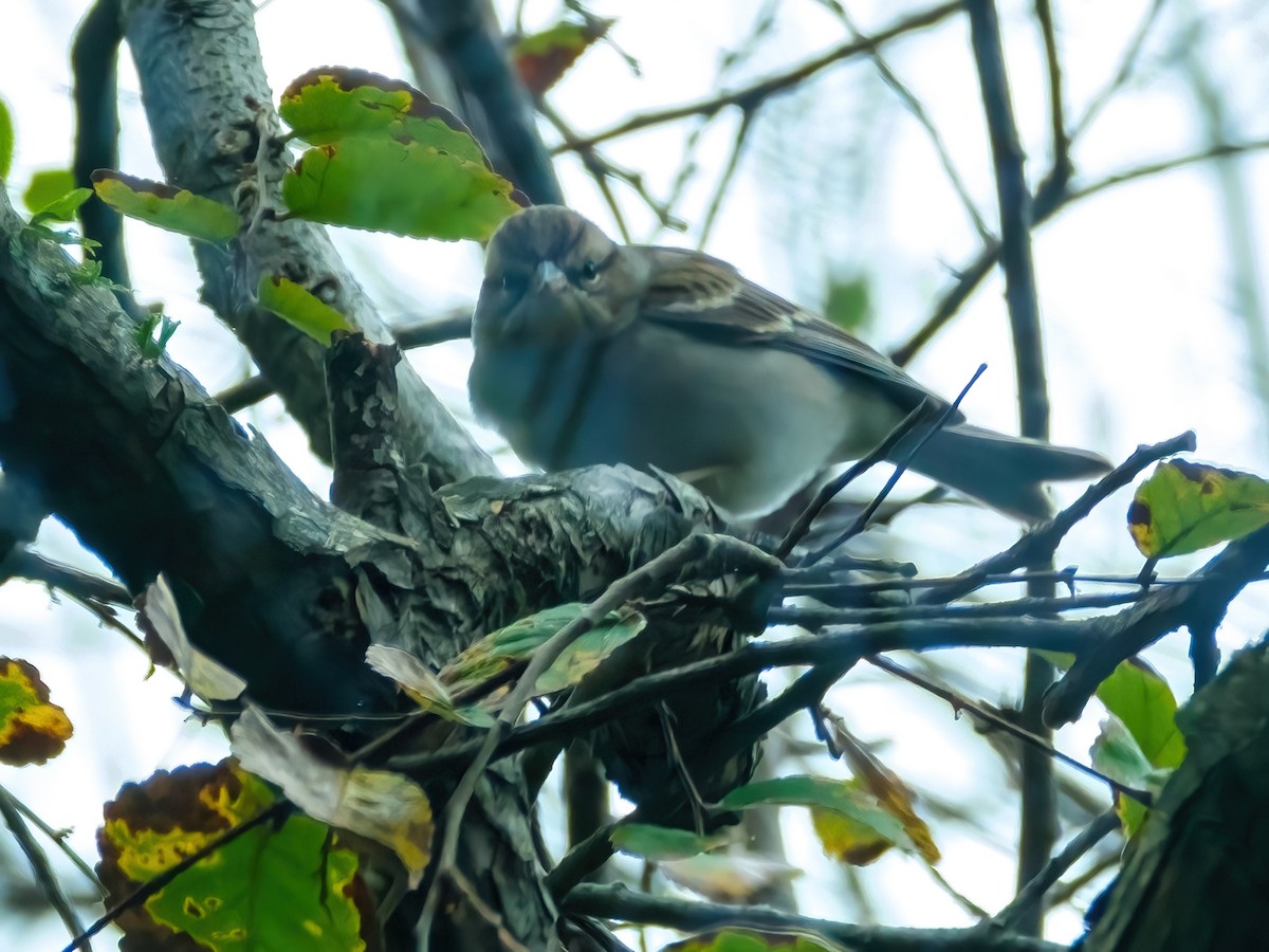 Chipping Sparrow - ML646242959
