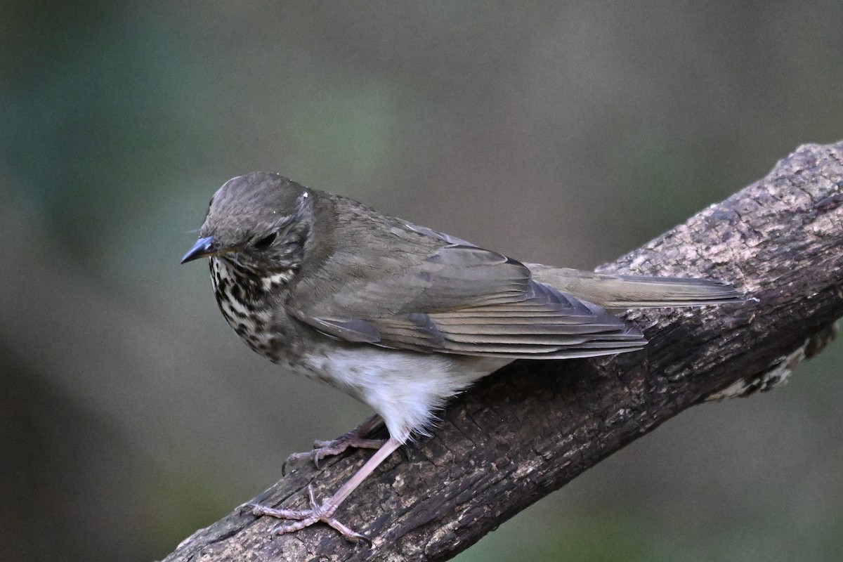 Grauwangen-Musendrossel - ML646242961