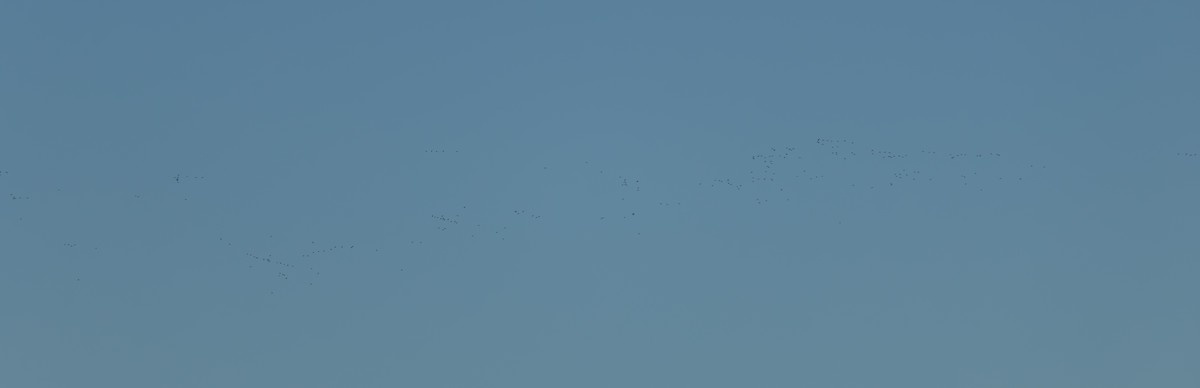 Сивка звичайна - ML646242966