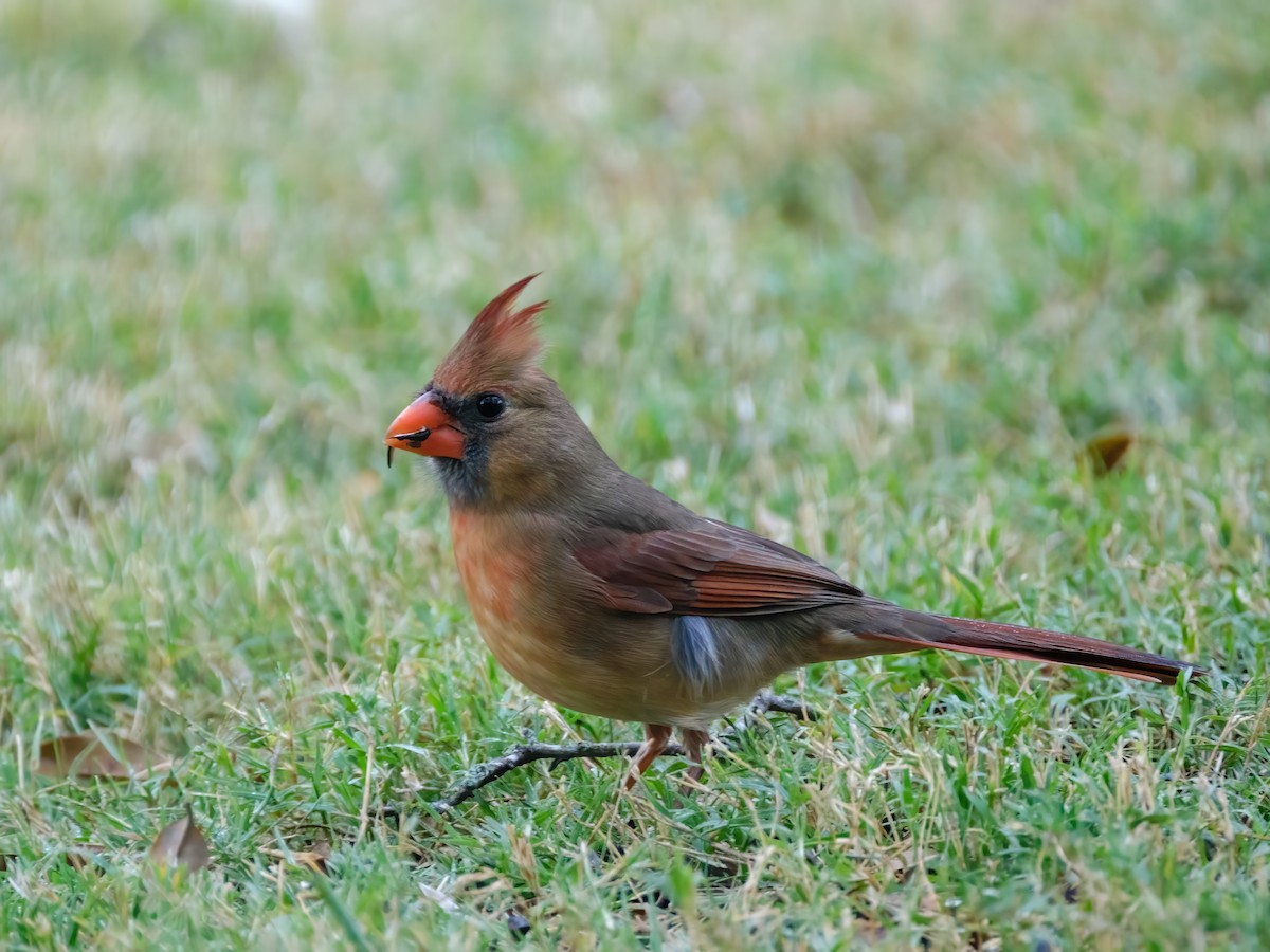 Northern Cardinal - ML646242968
