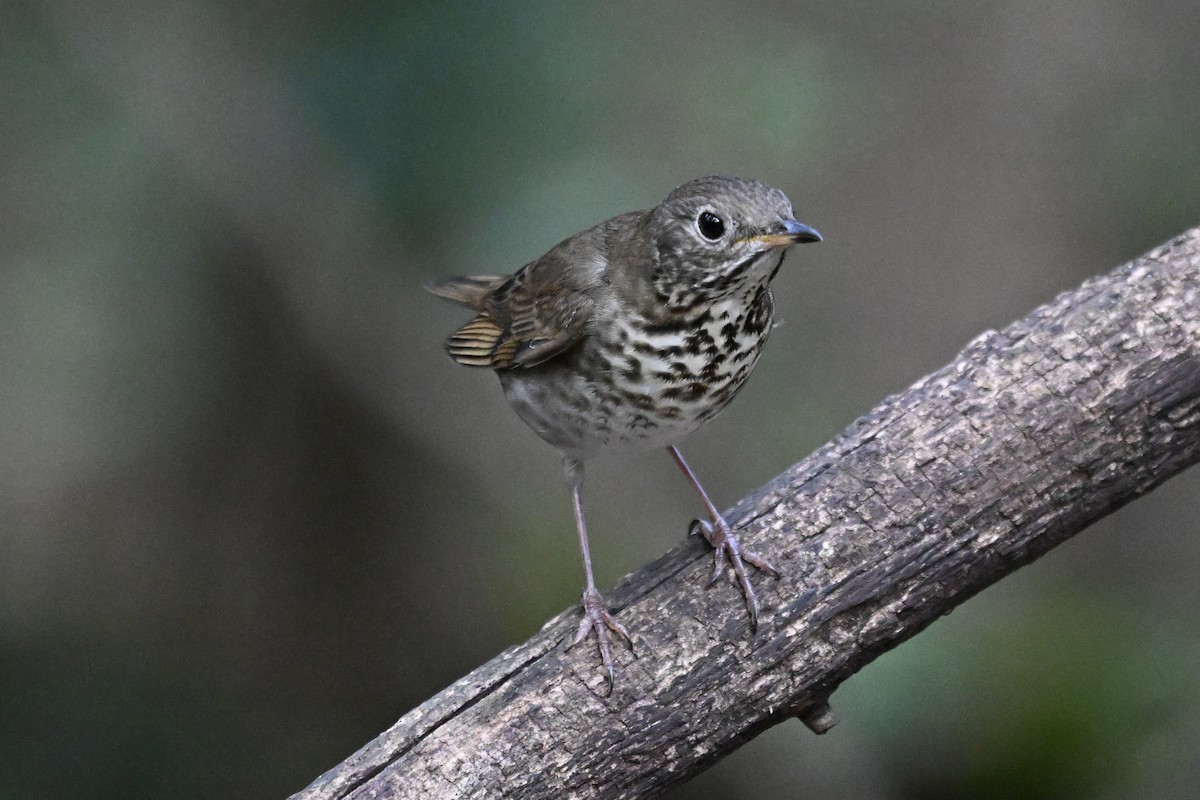 Grauwangen-Musendrossel - ML646242969