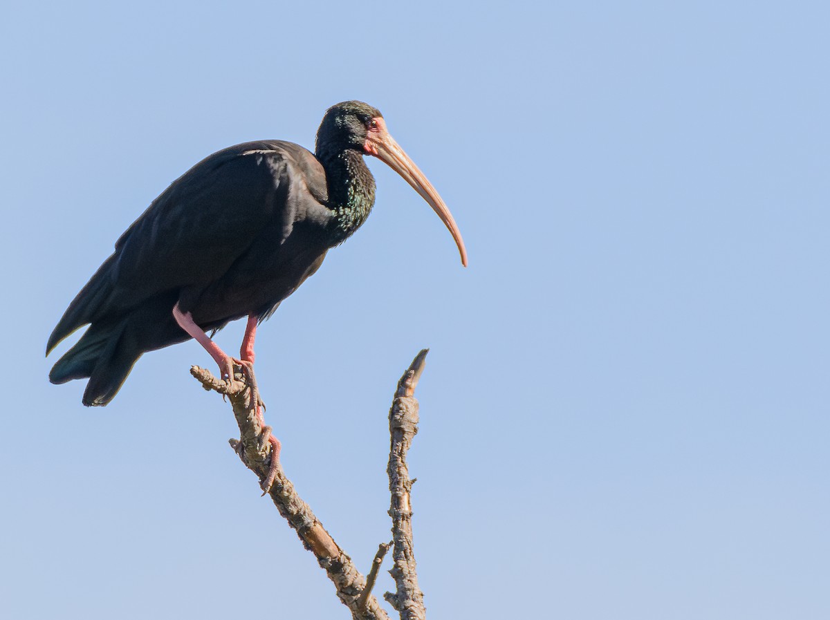 Ibis Afeitado - ML646242972