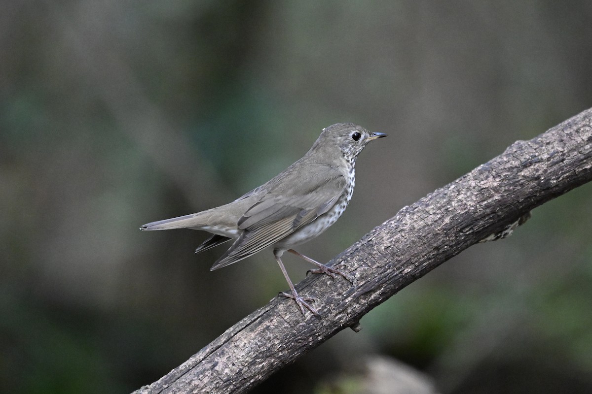 Grauwangen-Musendrossel - ML646242973