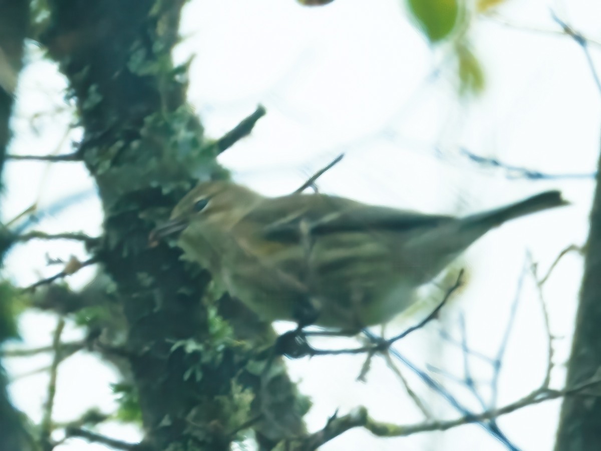 Yellow-rumped Warbler - ML646242974