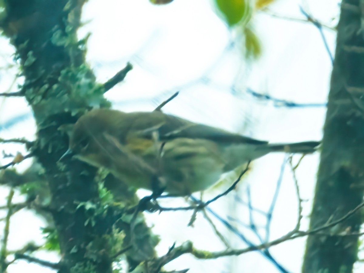 Yellow-rumped Warbler - ML646242975
