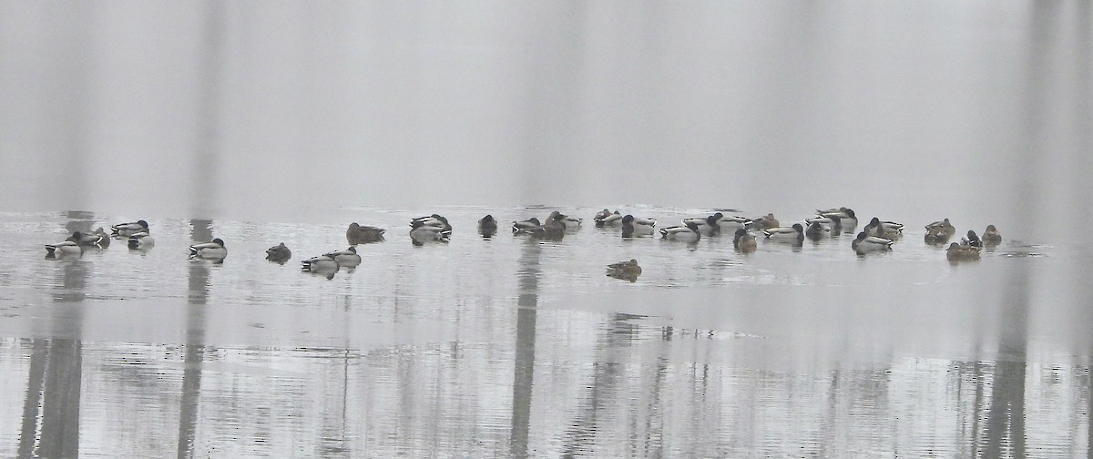 kachna divoká - ML646242979