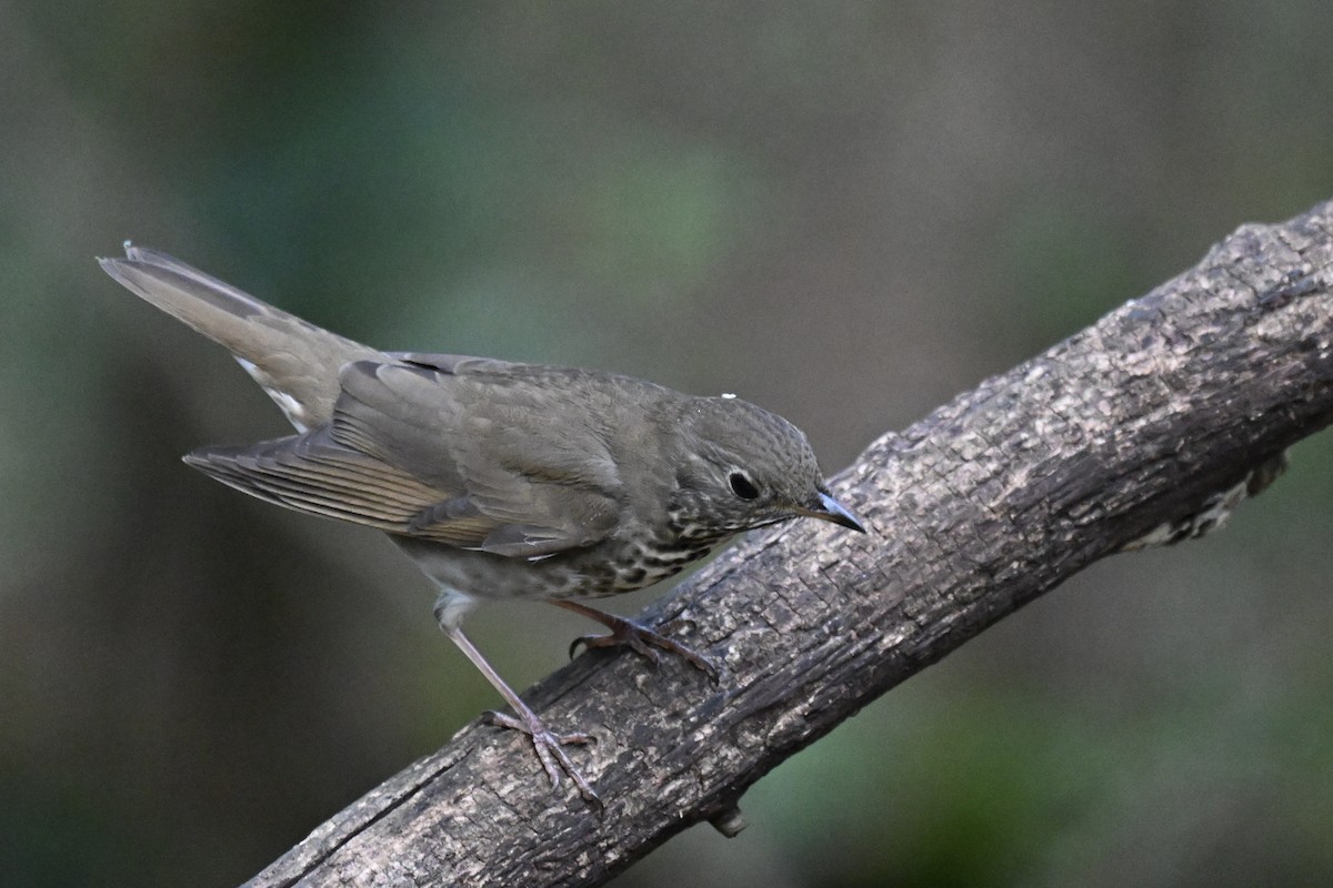 Grauwangen-Musendrossel - ML646242980