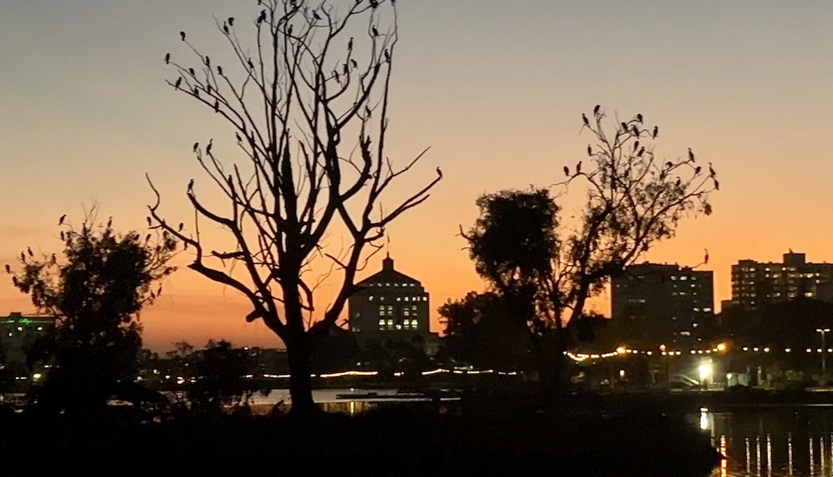 Cormoran à aigrettes - ML646242986