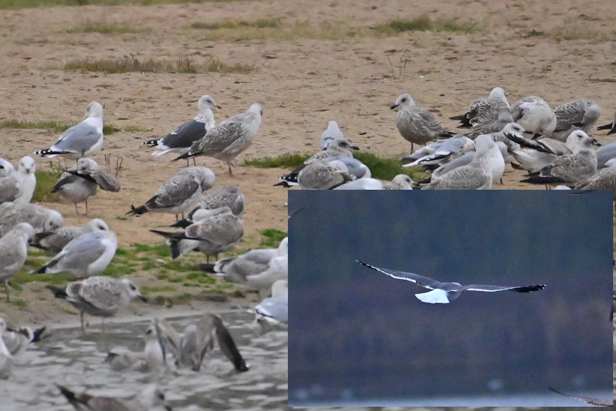 Lesser Black-backed Gull (intermedius/graellsii) - ML646242989