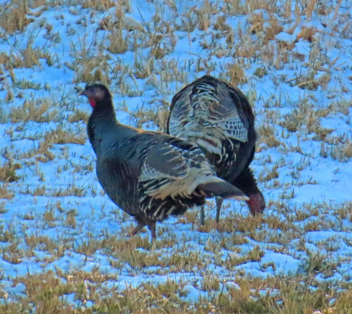 Wild Turkey - ML646242993