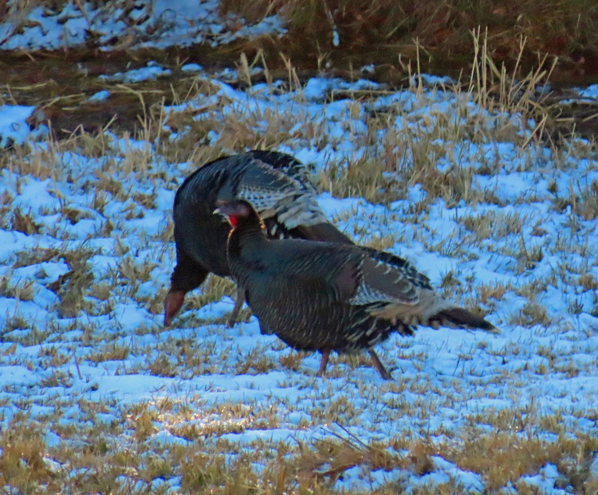 Wild Turkey - ML646242994