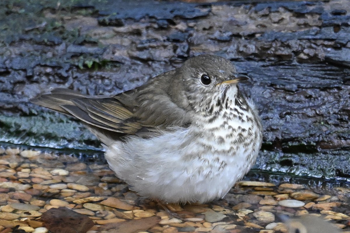 Grauwangen-Musendrossel - ML646242995