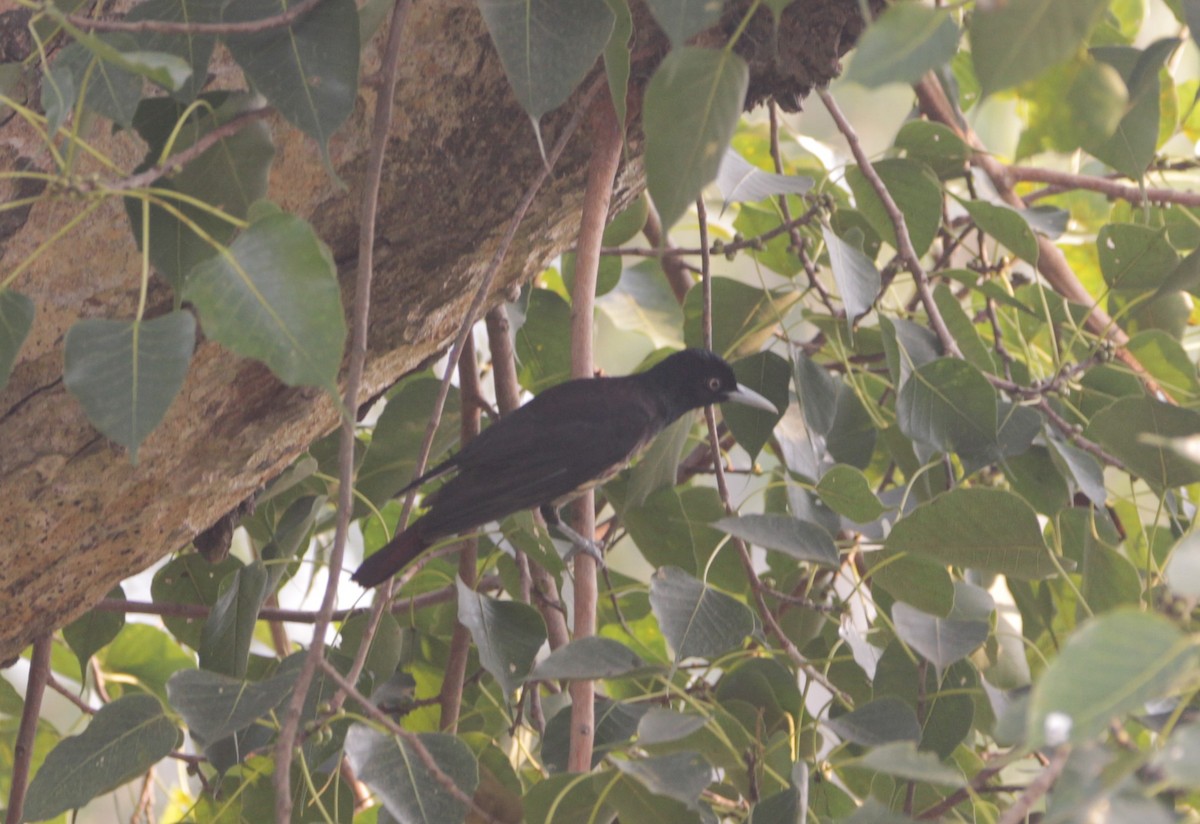 朱鸝 - ML646242999