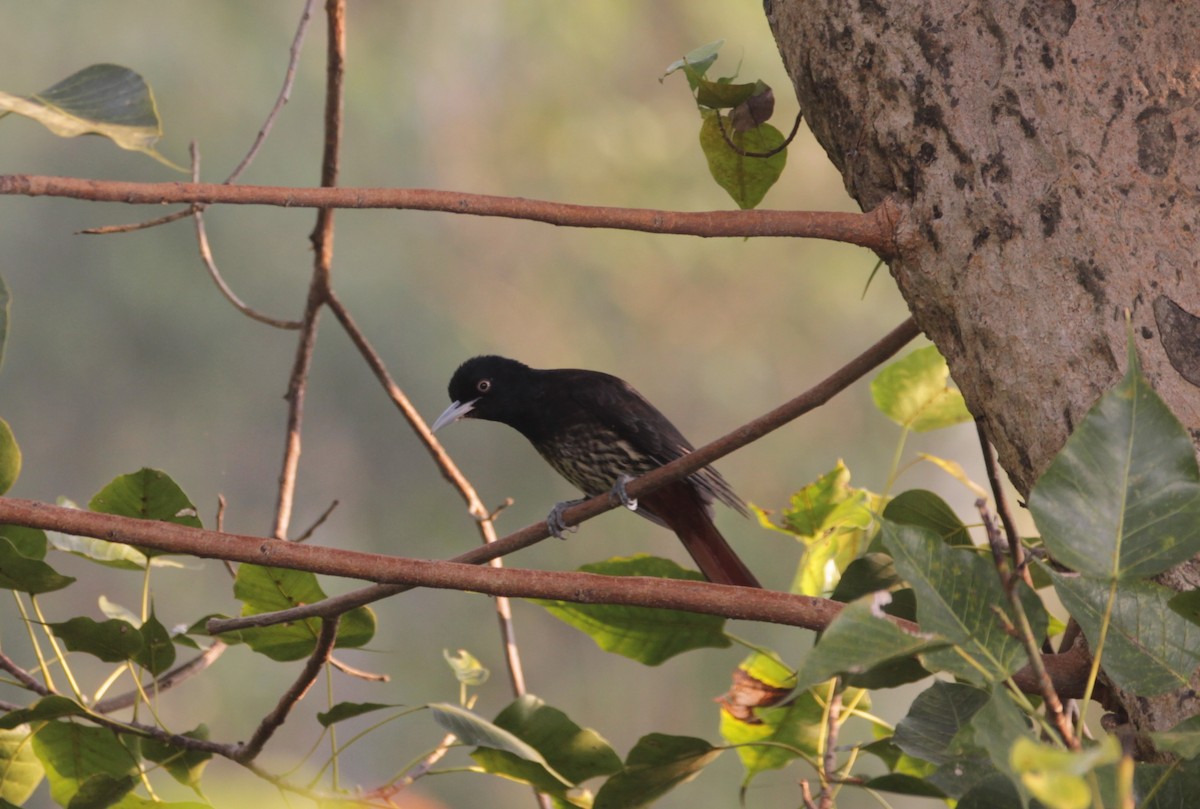 朱鸝 - ML646243000