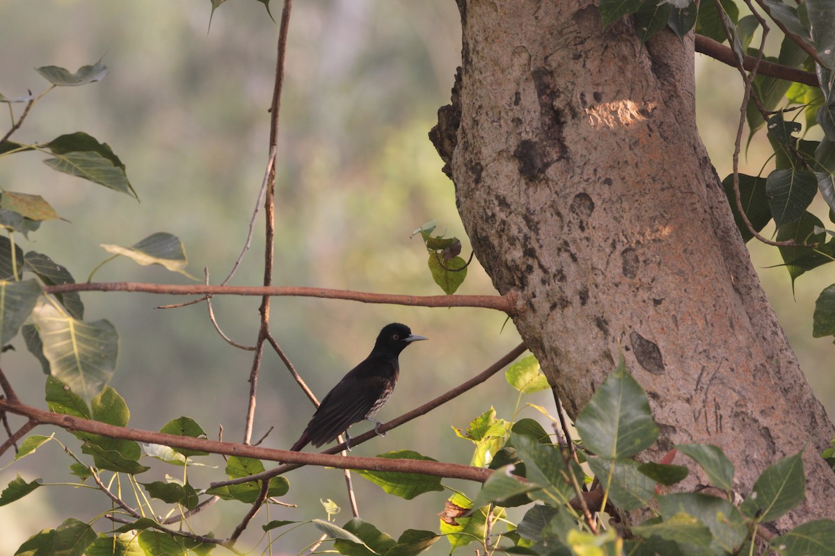 Maroon Oriole - ML646243001