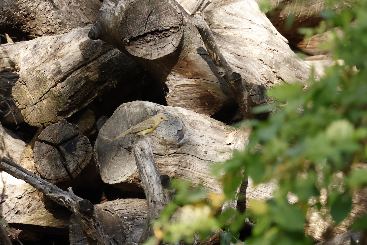 Summer Tanager - ML646243006