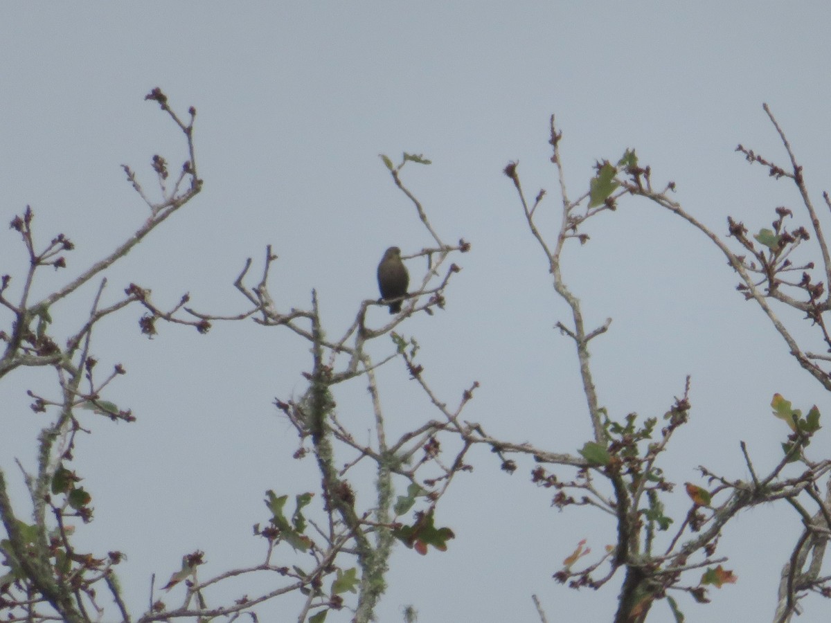 Indigo Bunting - ML646243007