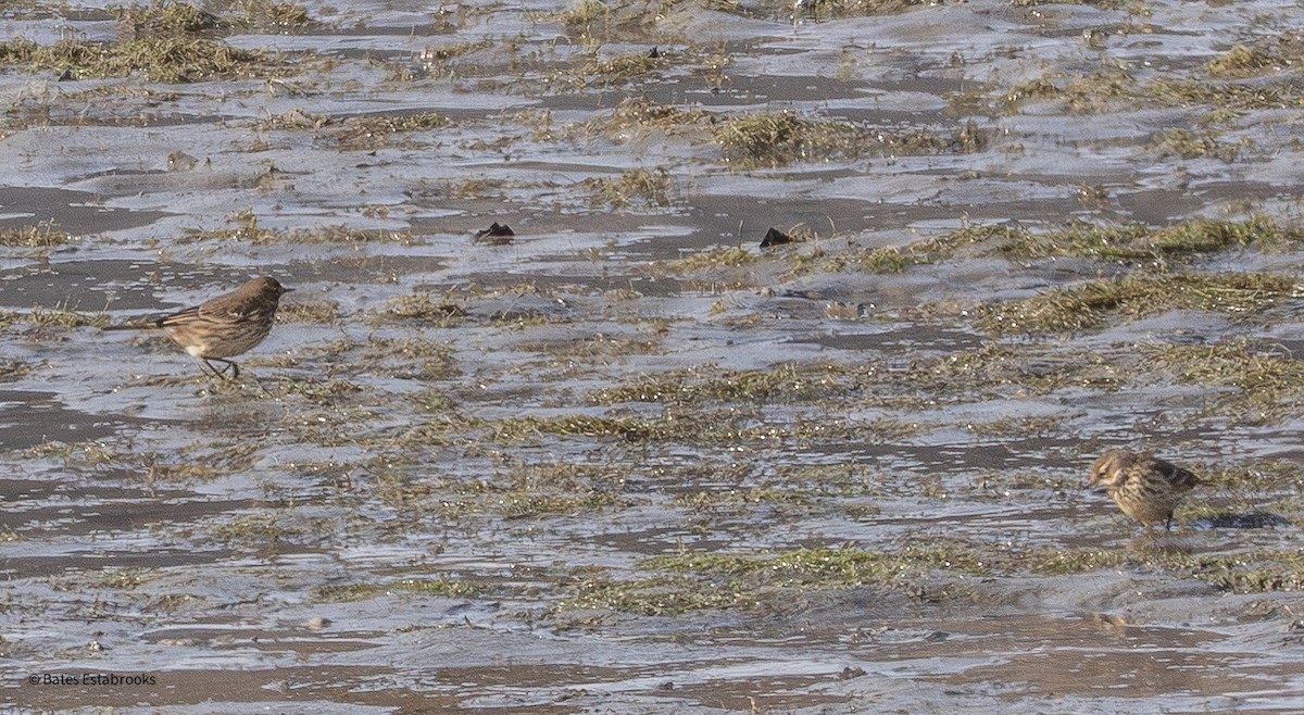 American Pipit - ML646243014