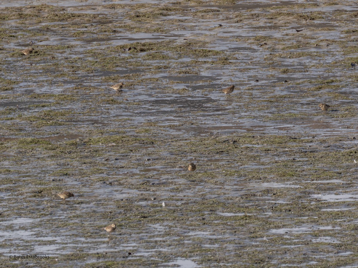 American Pipit - ML646243015