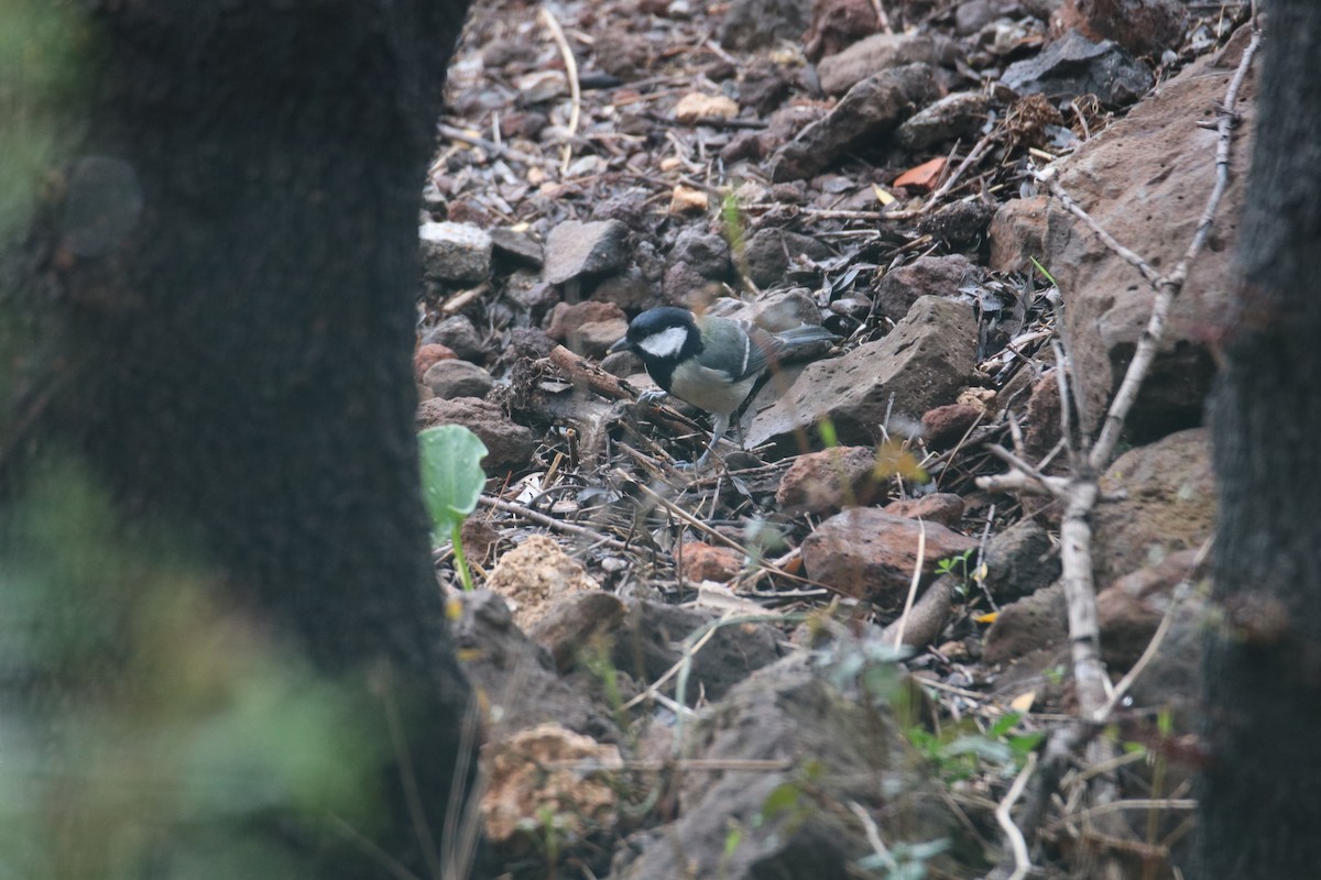 Great Tit - ML646243021