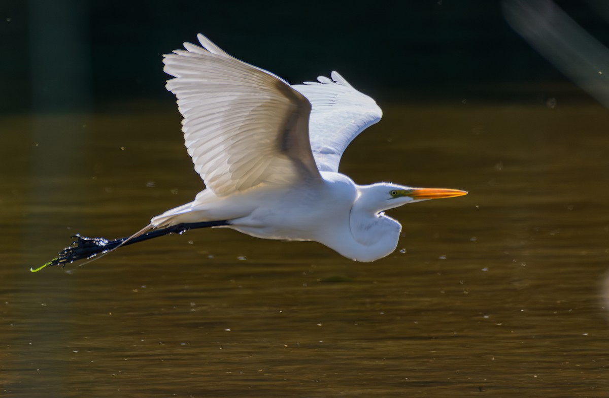 Great Egret - ML646243022