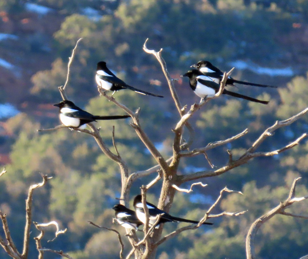Black-billed Magpie - ML646243023