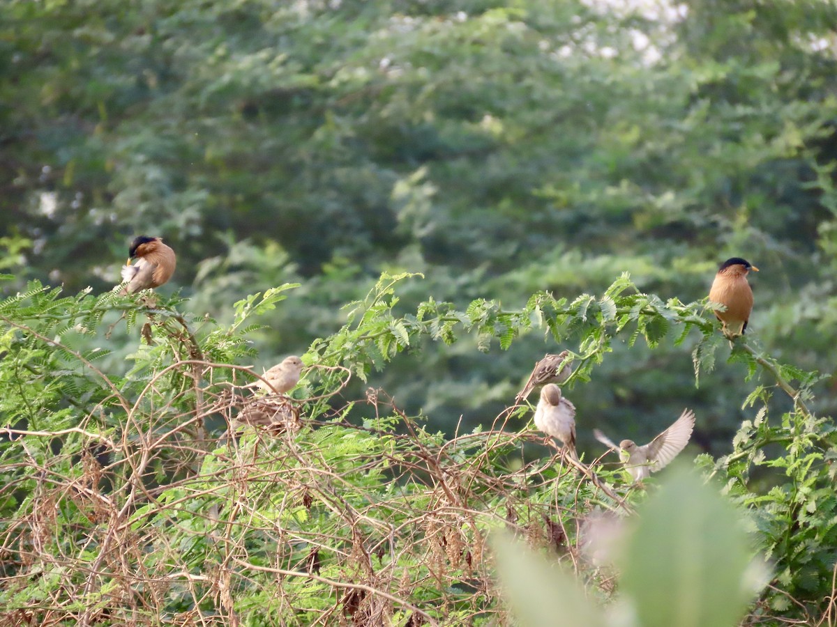 Brahminy Starling - ML646243024