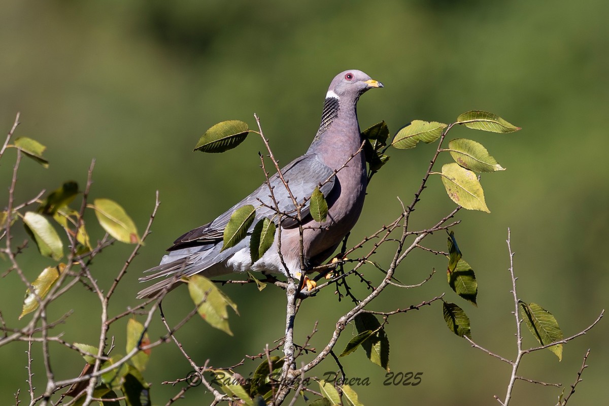 Band-tailed Pigeon - ML646243025