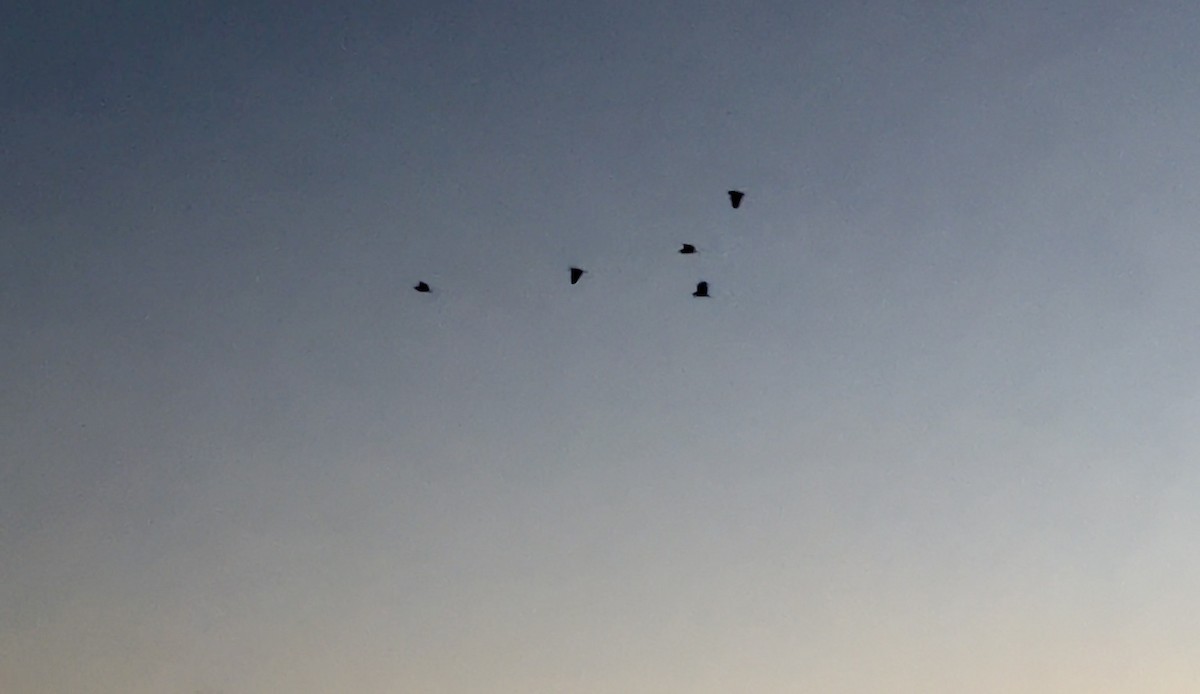 Black-crowned Night Heron - ML646243026