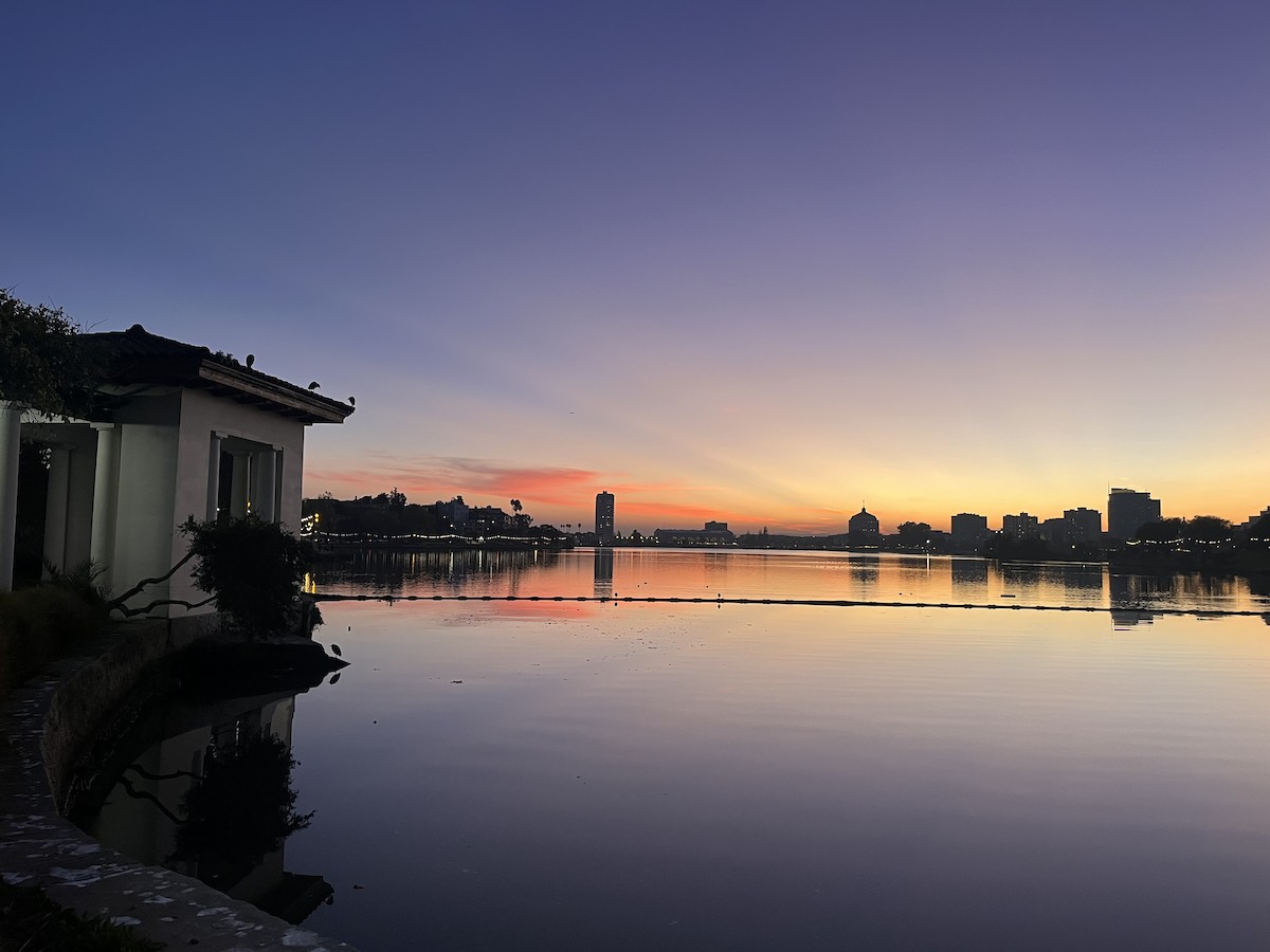 Black-crowned Night Heron - ML646243027