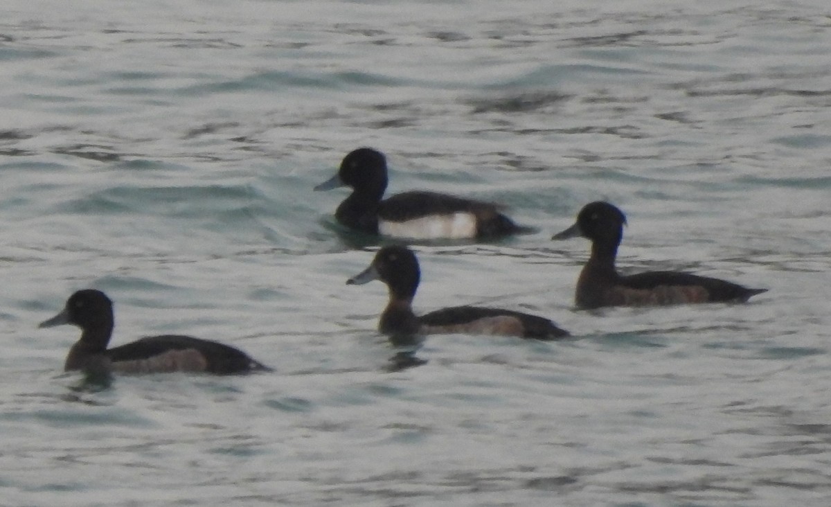 Tufted Duck - ML646243028