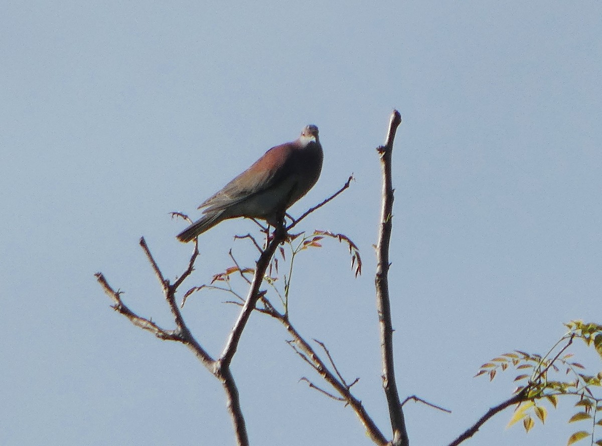 Pale-vented Pigeon - ML646243029