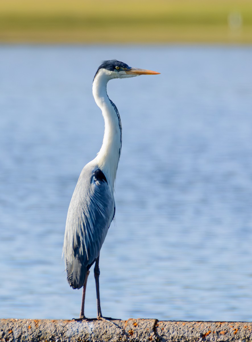 Cocoi Heron - ML646243030