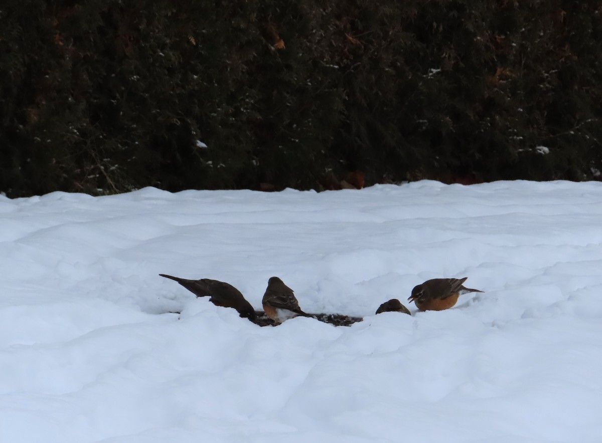 American Robin - ML646243031