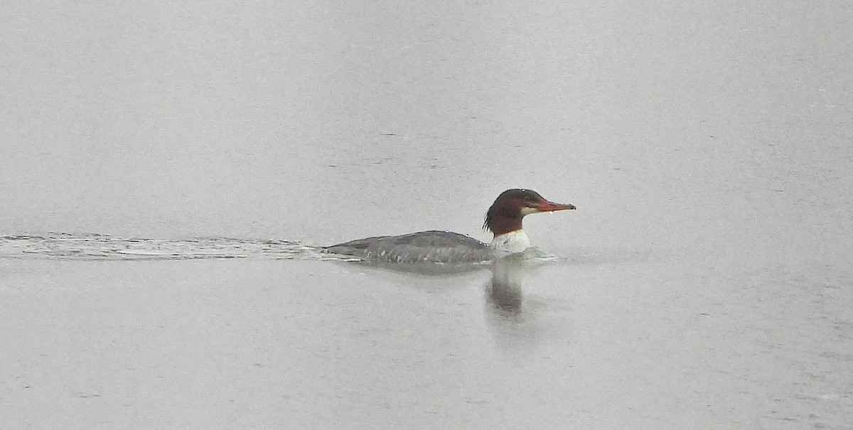 Common Merganser - ML646243032