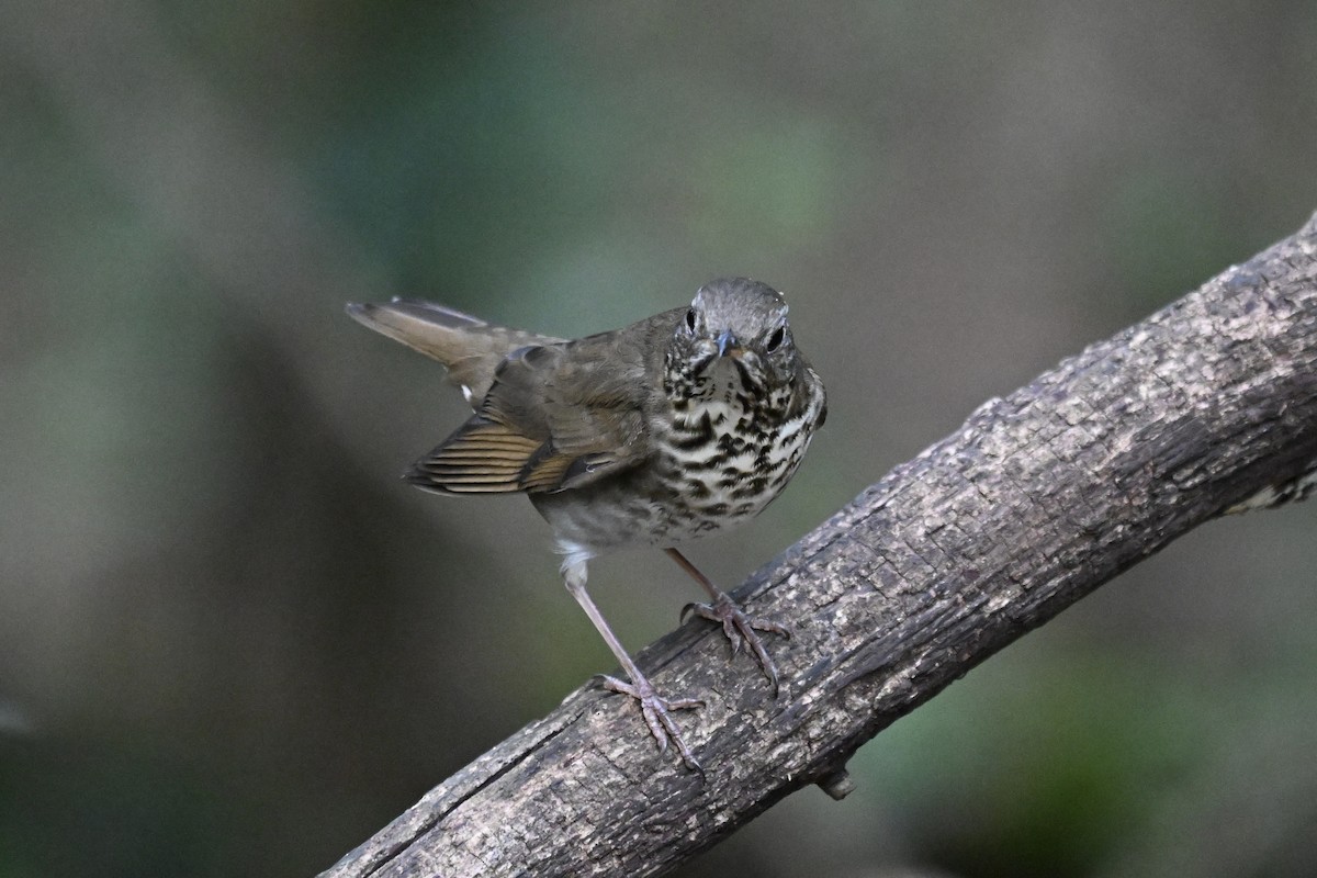 Gray-cheeked Thrush - ML646243033