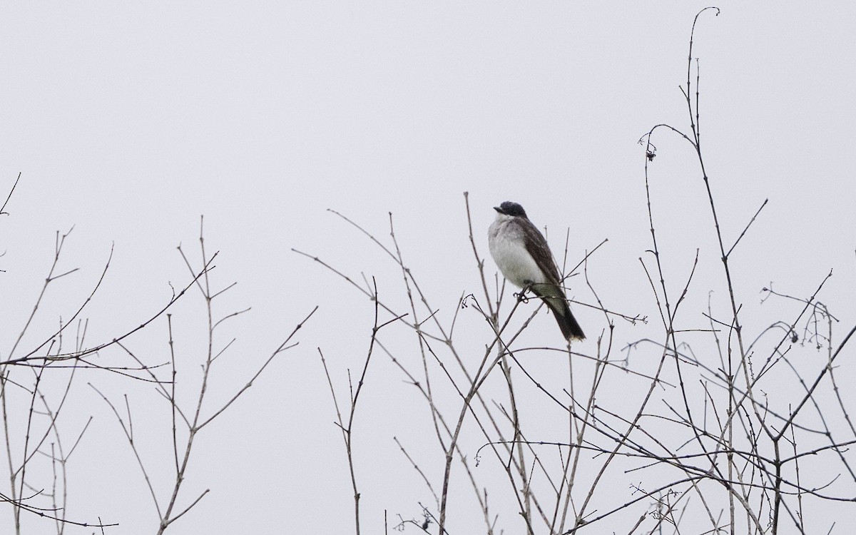 Eastern Kingbird - ML646243034