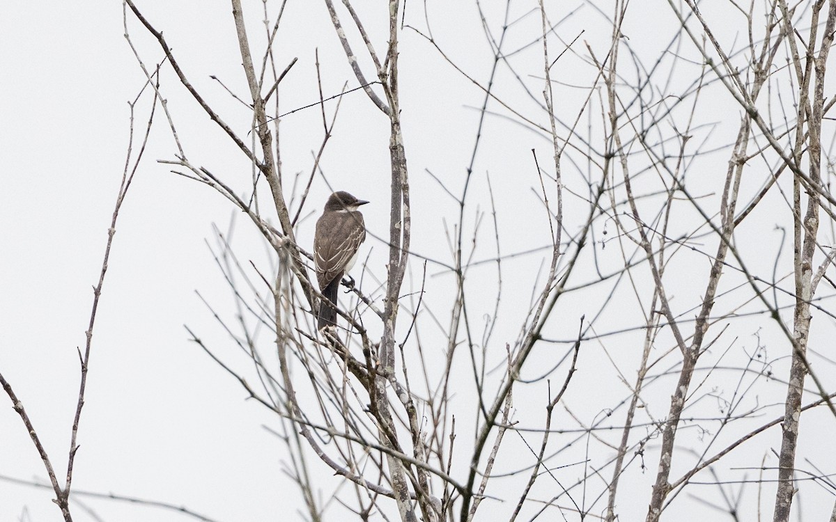 Eastern Kingbird - ML646243035