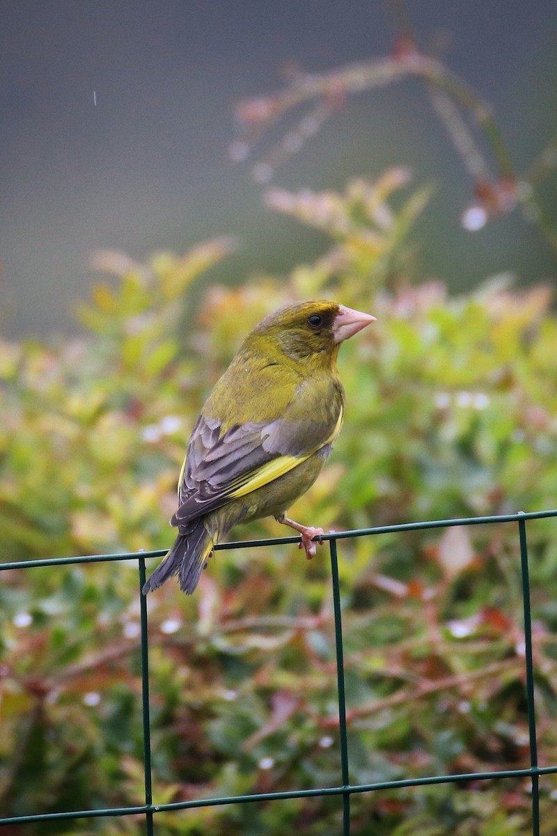 European Greenfinch - ML646243036