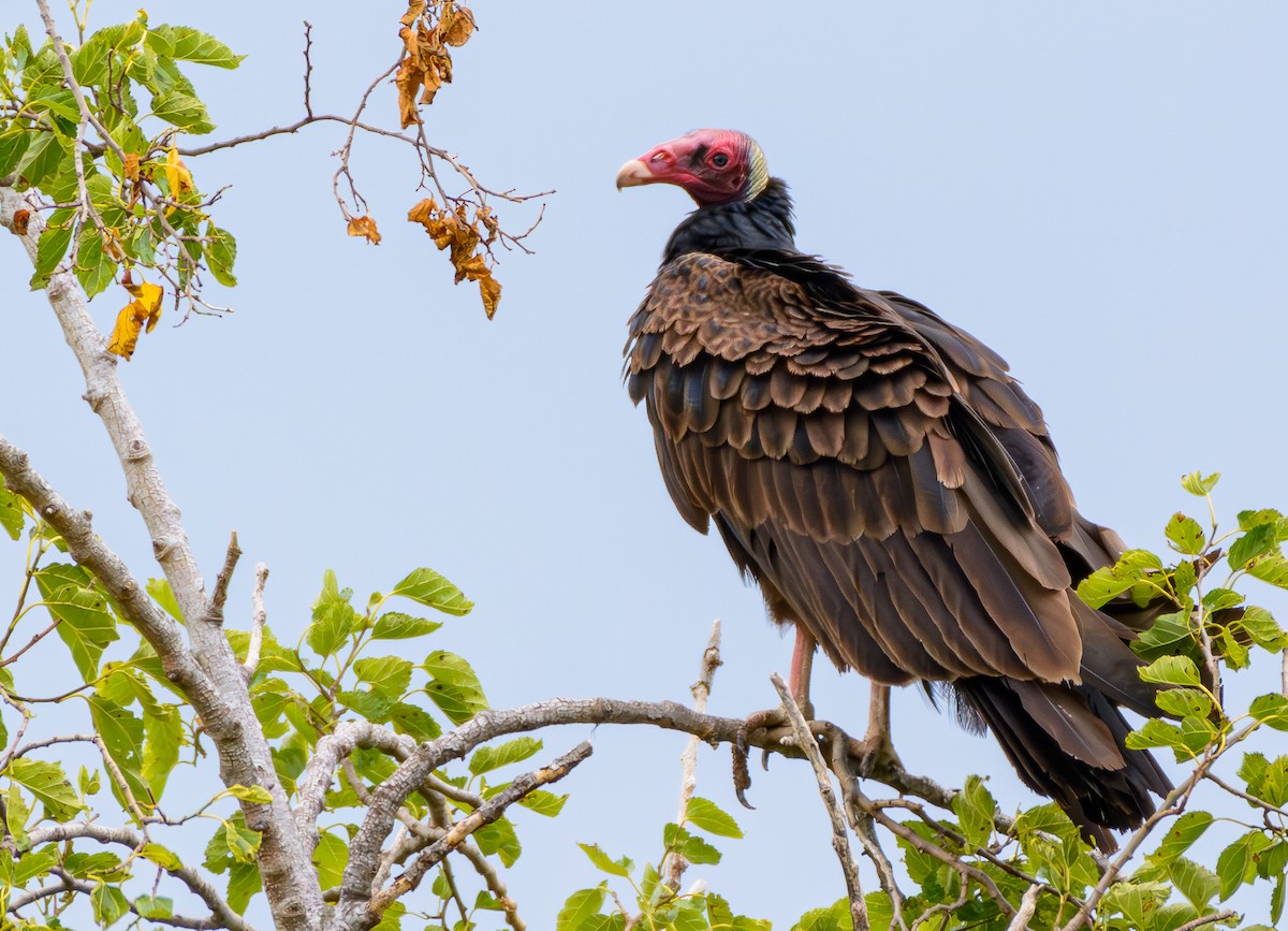 Turkey Vulture - ML646243038