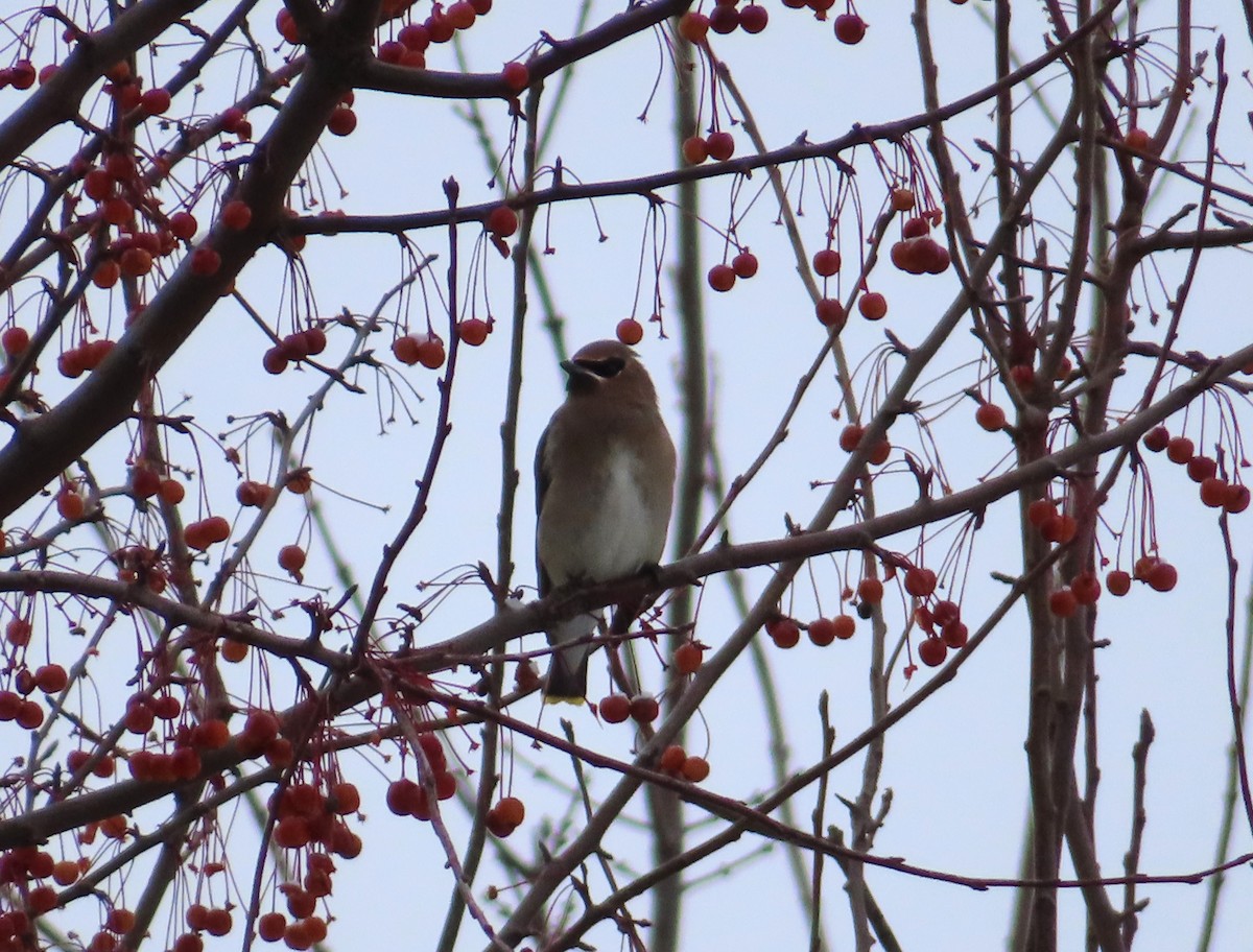 Cedar Waxwing - ML646243039