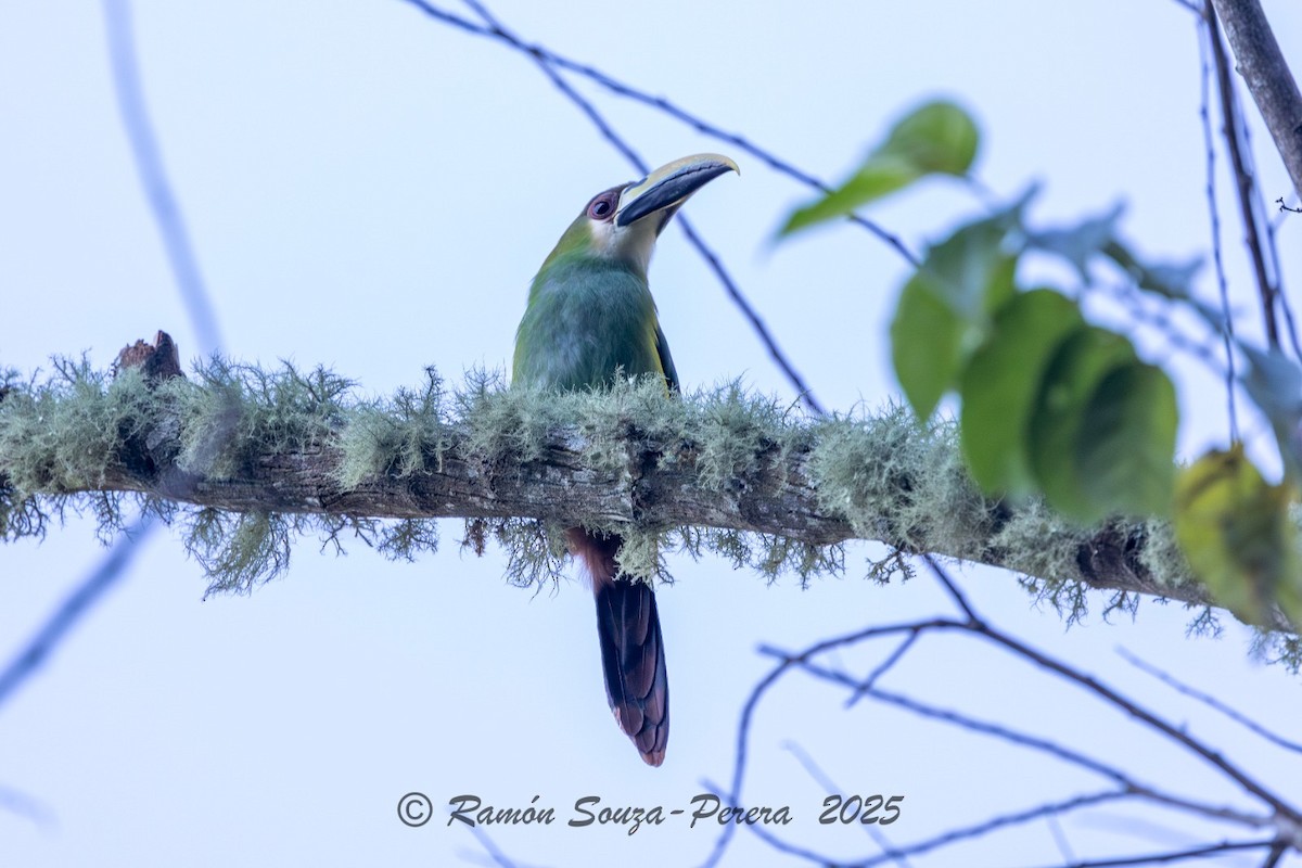 Northern Emerald-Toucanet - ML646243041