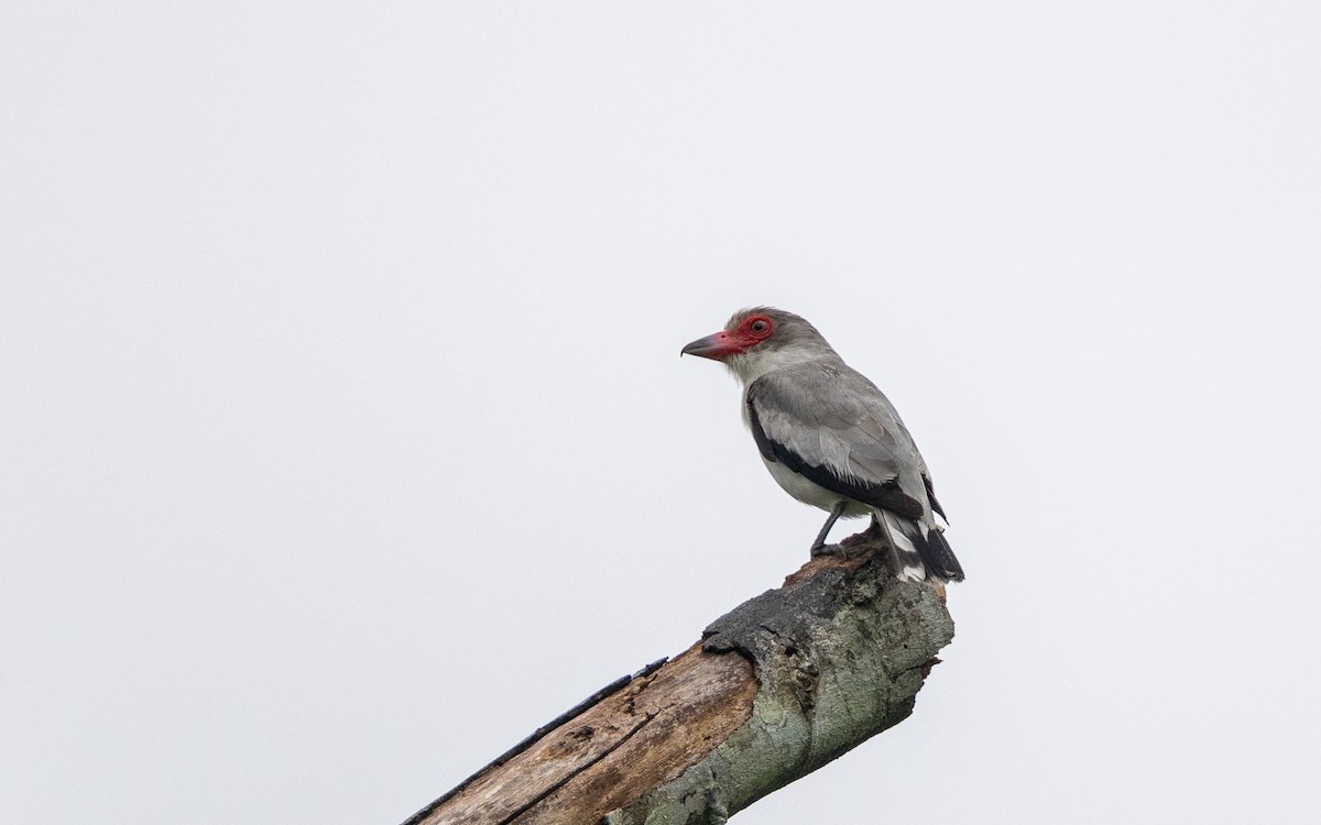 Masked Tityra - ML646243043