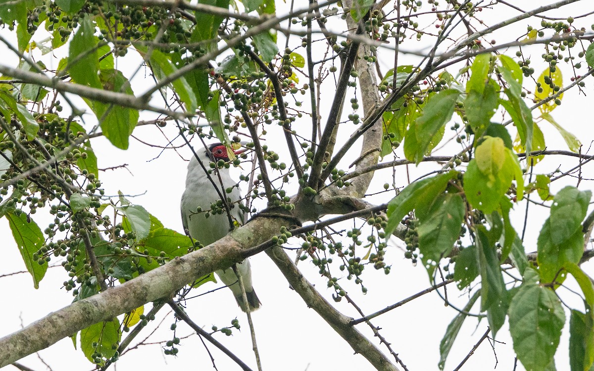 Masked Tityra - ML646243044