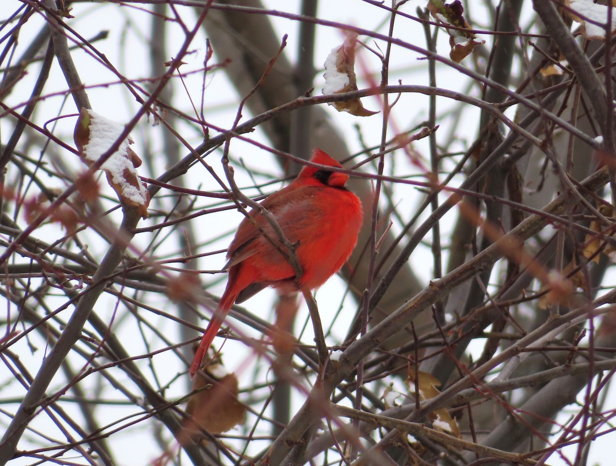 Northern Cardinal - ML646243045