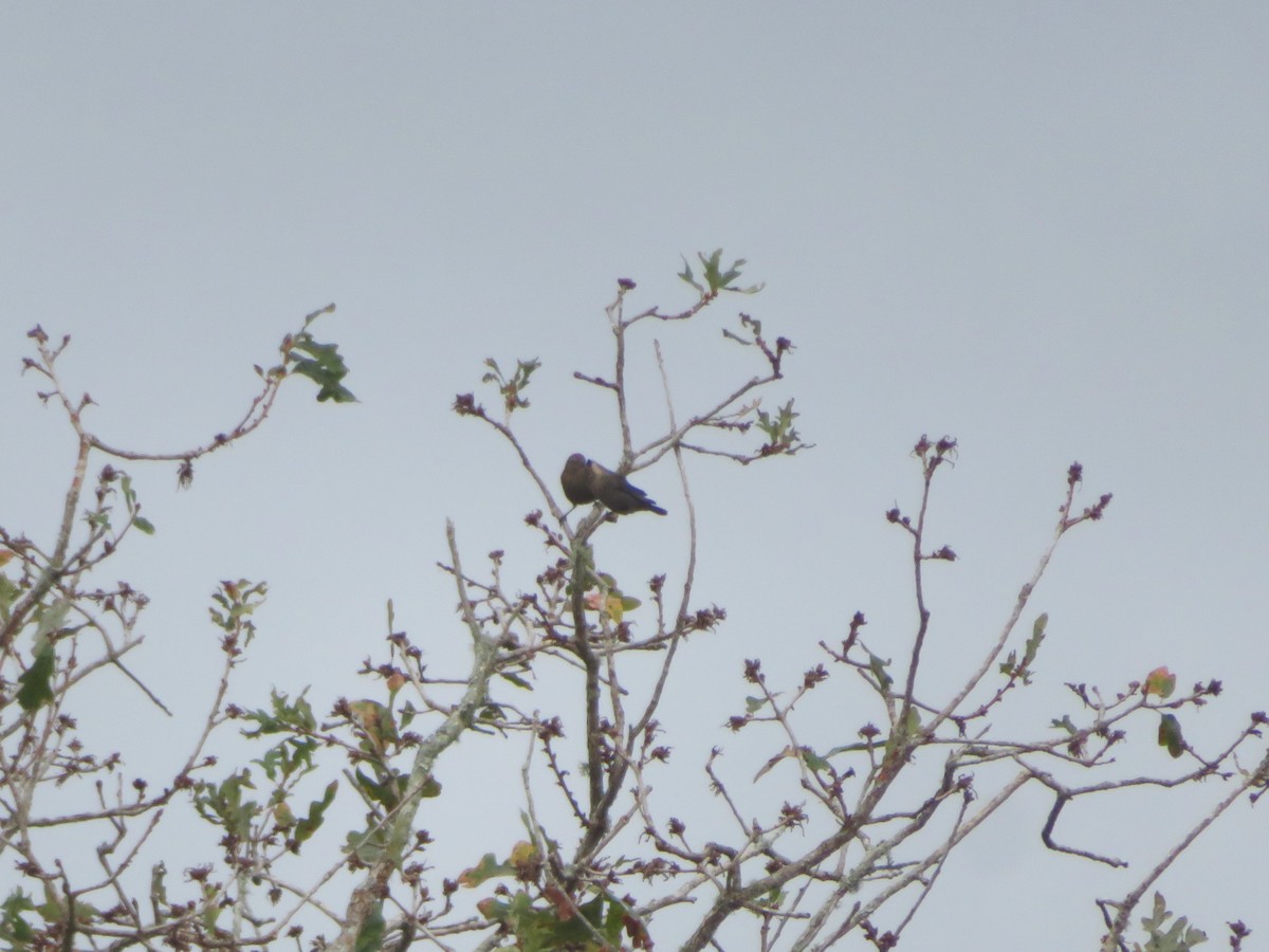 Indigo Bunting - ML646243048