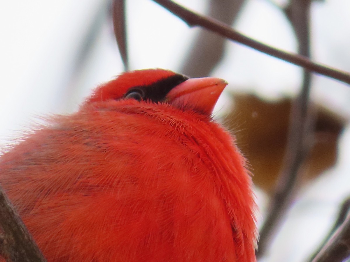 קרדינל צפוני - ML646243051