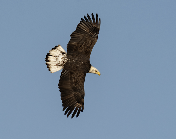Bald Eagle - ML646243056